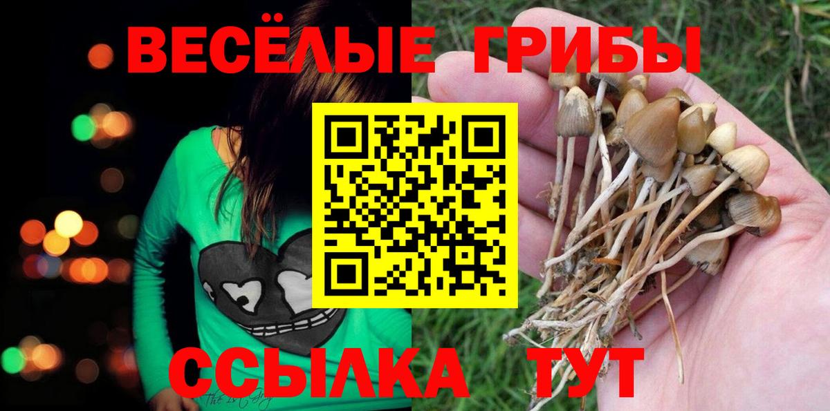Бор  Псилоцибиновые грибы Psilocybe  Вход с VPN 